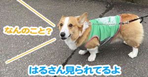 はるさん見られてるよ