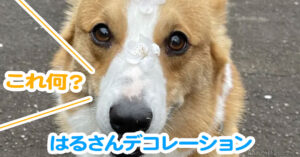 はるさんデコレーション