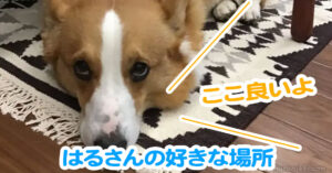 はるさんの好きな場所