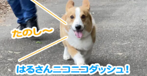 はるさんニコニコダッシュ！