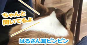 はるさん耳ピンピン
