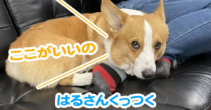 はるさんくっつく