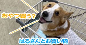 はるさんとお買い物