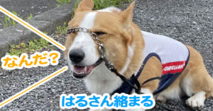 はるさん絡まる