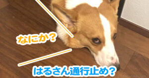 はるさん通行止め？