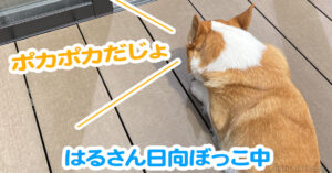 はるさん日向ぼっこ中