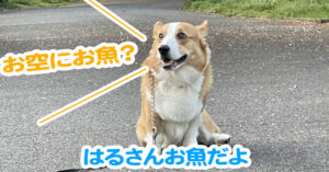 はるさんお魚だよ