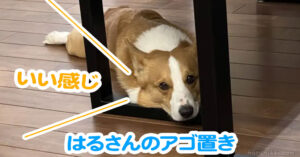 はるさんのアゴ置き