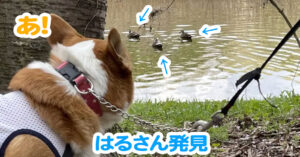 はるさん発見