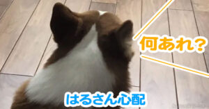 はるさん心配