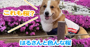 はるさんと色んな桜