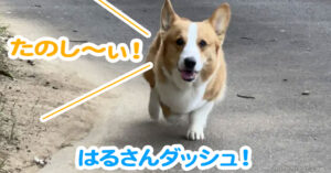 はるさんダッシュ！