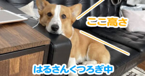 はるさんくつろぎ中