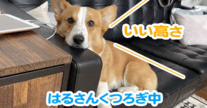 はるさんくつろぎ中