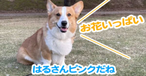 はるさんピンクだね