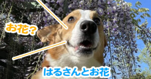 はるさんとお花