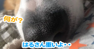 はるさん重いよ・・