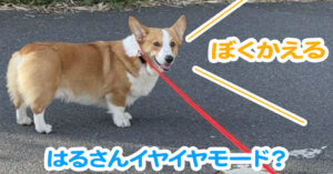 はるさんイヤイヤモード？