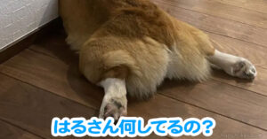 はるさん何してるの？