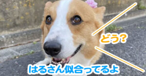 はるさん似合ってるよ