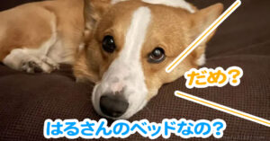 はるさんのベッドなの？