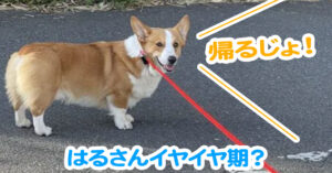 はるさんイヤイヤ期？