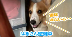 はるさん避難中