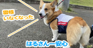 はるさん一安心