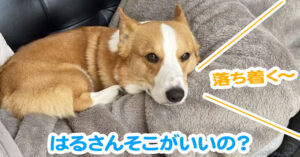 はるさんそこがいいの？