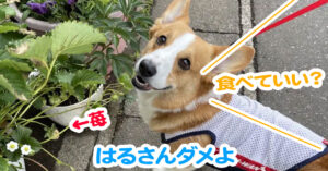 はるさんダメよ