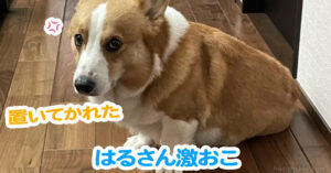 はるさん激おこ