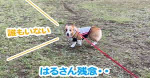 はるさん残念・・