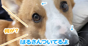 はるさんついてるよ