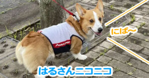 はるさんニコニコ