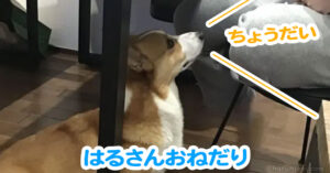 はるさんおねだり