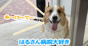 はるさん病院大好き