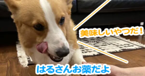 はるさんお薬だよ