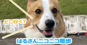 はるさんニコニコ散歩