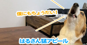 はるさん猛アピール