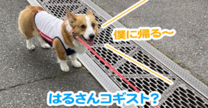 はるさんコギスト？