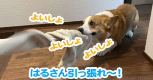 はるさん引っ張れ〜！