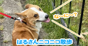 はるさんニコニコ散歩