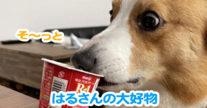 はるさんの大好物