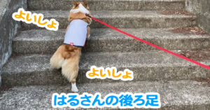 はるさんの後ろ足