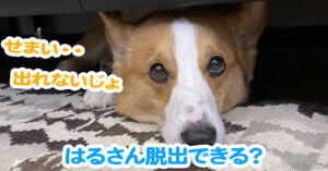 はるさん脱出できる？