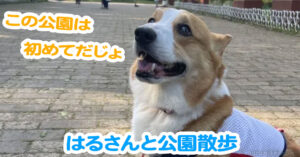 はるさんと公園散歩
