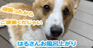 はるさんお風呂上がり