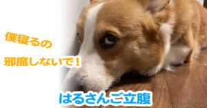 はるさんご立腹