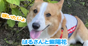 はるさんと紫陽花