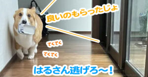 はるさん逃げろ〜！